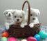 Regalo mini toy cachorros bichon maltes