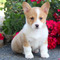 Regalo pembroke welsh corgi cachorros