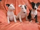 Regalo Preciosos cachorros de bull terrier inglés - Foto 1