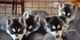 Regalo preciosos cachorros pomsky disponibles ahora