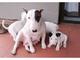 Regalo regalo cachorros bull terrier listos