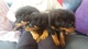 Regalo regalo kc reg 5 cachorros de rottweiler generación