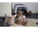 Serval y Savannah, gatitos caracal y ocelote disponibles - Foto 2