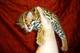 Serval y Savannah, gatitos caracal y ocelote disponibles - Foto 3