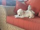 Súper adorable golden retriever cachorros - Foto 1