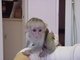 Vacunar y bien entrenado bebé mono capuchino
