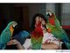 01regalo hablado y inteligentes loros guacamayos