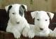 02regalo cachorros bull terrier