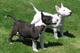03Regalo Cachorros Bull terrier - Foto 1