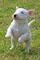 03Regalo Economicos Cachorros Bull Terrier - Foto 1