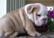 04regalo cachorros bulldog ingles