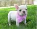 06regalo cachorros bulldog frances