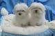 0regalo cachorros bichon malters