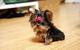 0regalo cachorros yorkshire terrier mini toy