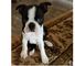 13 semanas de edad cachorros de Boston terrier - Foto 1