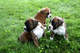 1regalo cachorros boxer