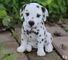 !!! 2 dulce cachorros dalmatian en venta