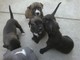 American pitbull puppies con pedigrí