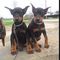 Beautiful doberman pinscher puppies