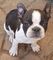 Bebés de boston terrier ahora disponibles