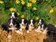 Border collies niños y niñas disponibles - Foto 1