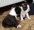 Boston terrier Puppies en venta - Foto 1