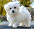 Cachorritos de Bichon Maltese en venta 001 - Foto 1