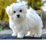 Cachorritos de bichon maltese en venta 001