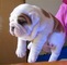 Cachorro de bulldog inglés hermoso para la venta - Foto 1