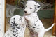 Cachorros dalmata listo