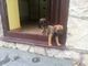 Cachorros de Border Terrier - Foto 1