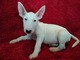 Cachorros de bull terrier bonitos e inteligentes para adopción