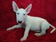 Cachorros de bull terrier bonitos e inteligentes para adopción - Foto 1