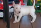 Cachorros de bull terrier muy socializados para su adopción - Foto 1