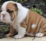 Cachorros de bulldog inglés 100% puros disponibles esta