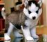 Cachorros de husky siberiano de ojos azules disponibles