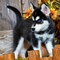 Cachorros de husky siberiano lindo con ojos azules