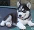 Cachorros de husky siberiano macho y hembra disponibles para