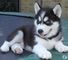 Cachorros de husky siberiano macho y hembra disponibles para - Foto 1