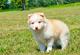 Cachorros pomsky vacunados (con garantía de salud)