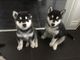 Cachorros reg alaskan malamute