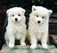 Cachorros samoyedos súper inteligentes