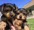 Cachorros yorkie sanos y muy socializados para adopción - Foto 1