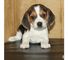 Camada de beagle tricolores en venta - Foto 1