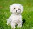 !!!camada de bichon maltese en venta!!!