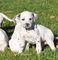 Casa criada cachorros dalmatian listo - Foto 1