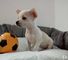 Chihuahua cachorros disponibles 002 - Foto 1