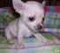 !!Chihuahuas diminutos masculinos y femeninos para la venta - Foto 1