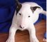 Chupas, bull terrier cachorros disponible en valencia