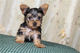 Cute Yorkie cachorros para su aprobación - Foto 1